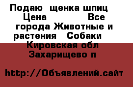 Подаю. щенка шпиц  › Цена ­ 27 000 - Все города Животные и растения » Собаки   . Кировская обл.,Захарищево п.